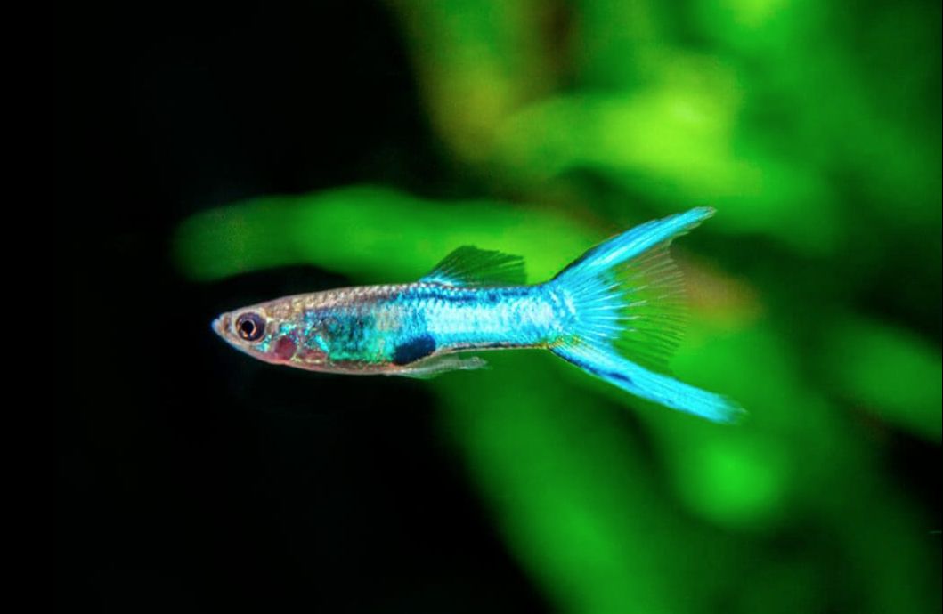 Endler Guppy Types Supplier | www.rosmaninhoazevedo.com