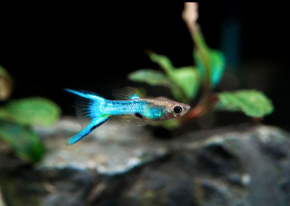 Endler Guppy Care: Creating the Natural Perfect Environment