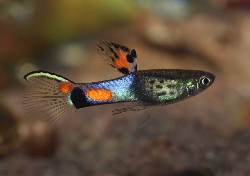 Endler best sale guppy care