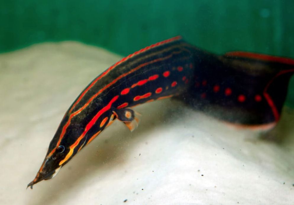 Freshwater eel hot sale care