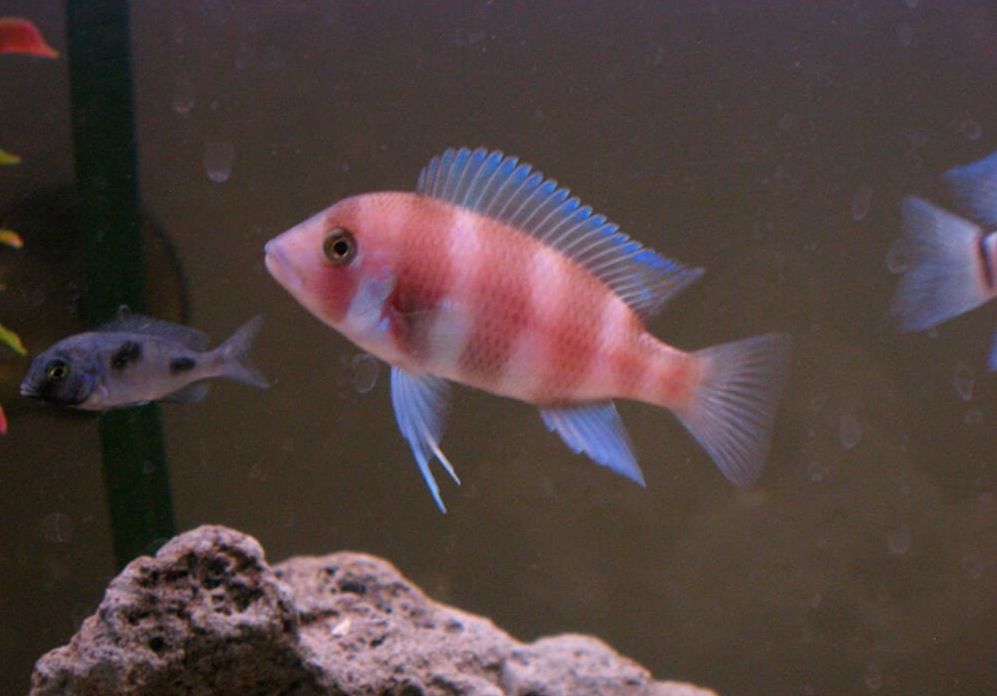 Red Frontosa Cichlid