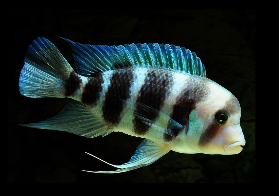 Frontosa Cichlid Types