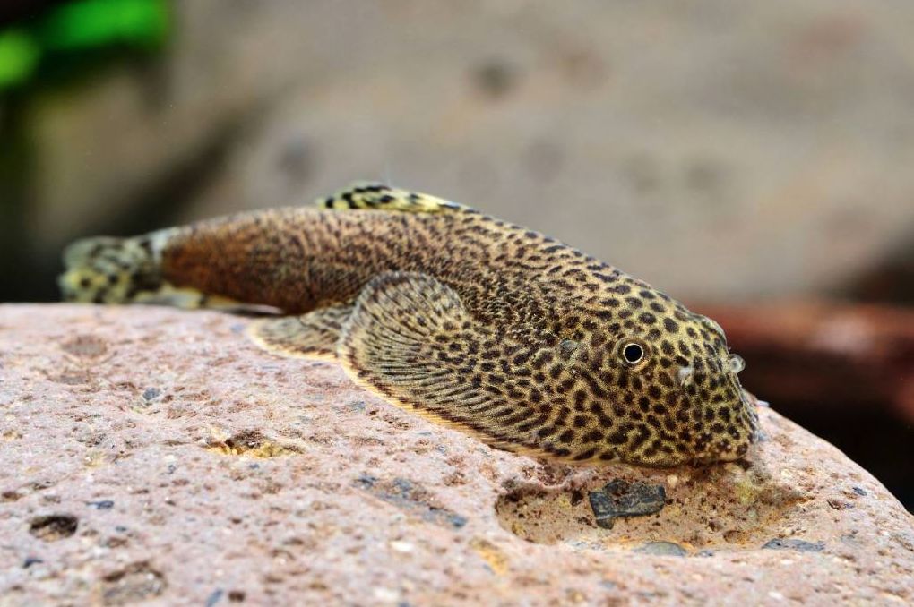 Butterfly best sale loach care