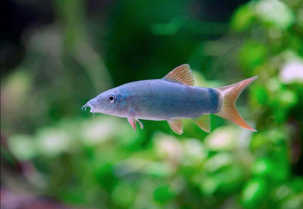 Blue Redtail Loach