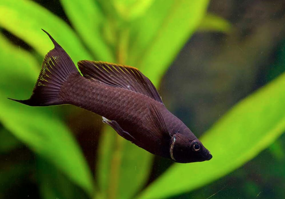 Black molly clearance baby fish care