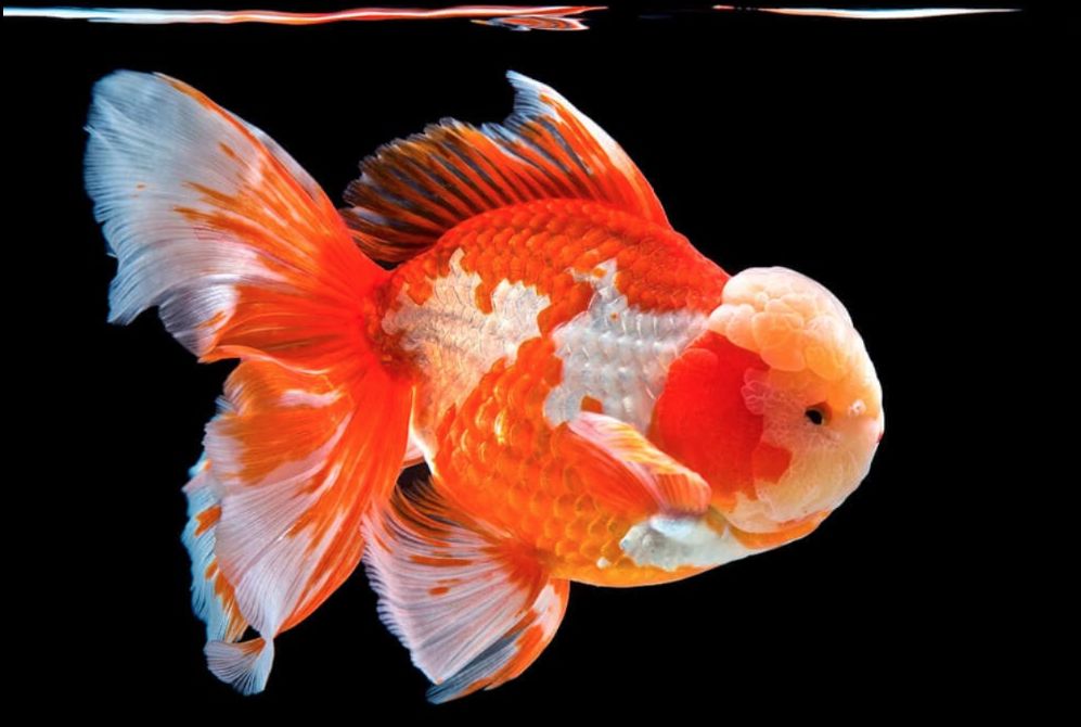 Oranda fish outlet tank