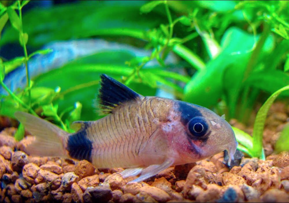 Panda cory catfish care sale