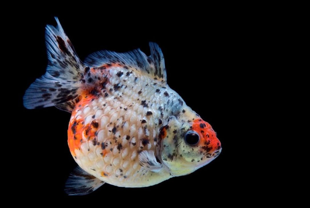 Pearlscale Goldfish