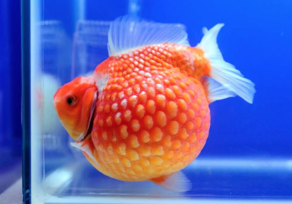 ping pong pearlscale goldfish