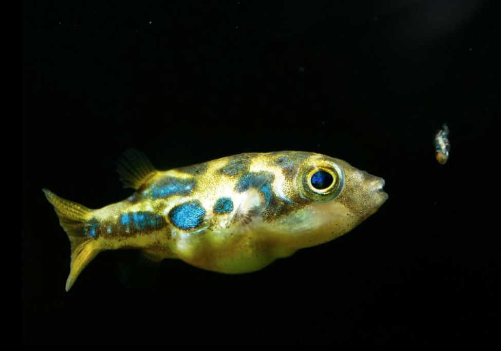 Monotonous difficult biology indian dwarf puffer Symmetry Amount of ...