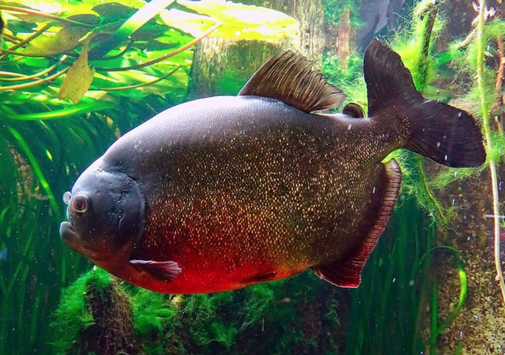 Red Bellied Piranha Tank