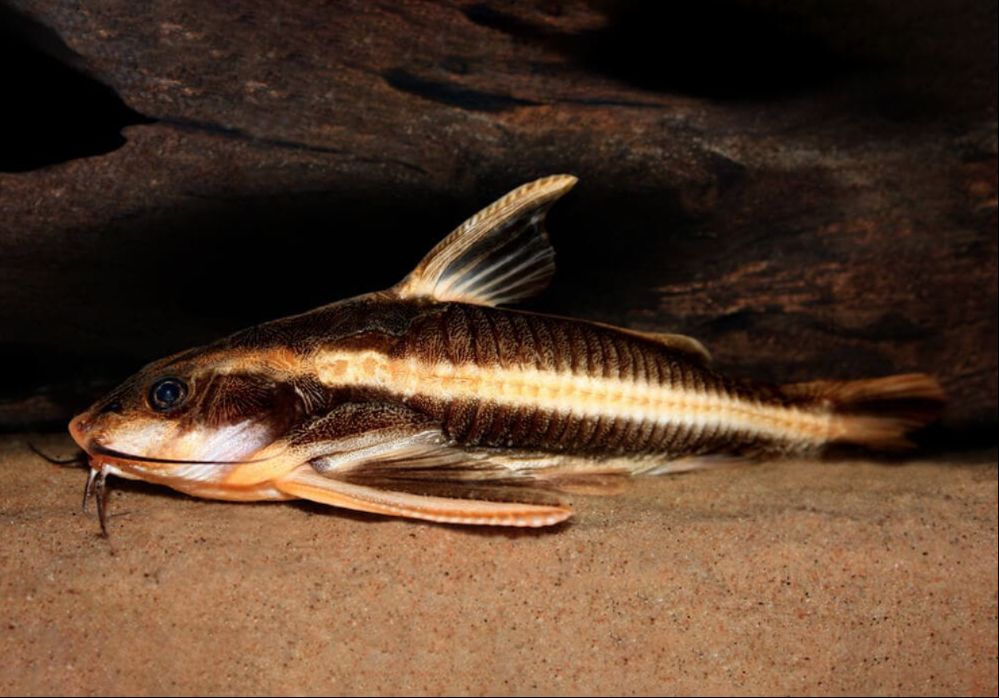 striped raphael catfish full grown