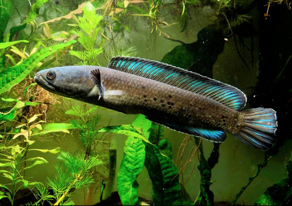 snakehead lighting