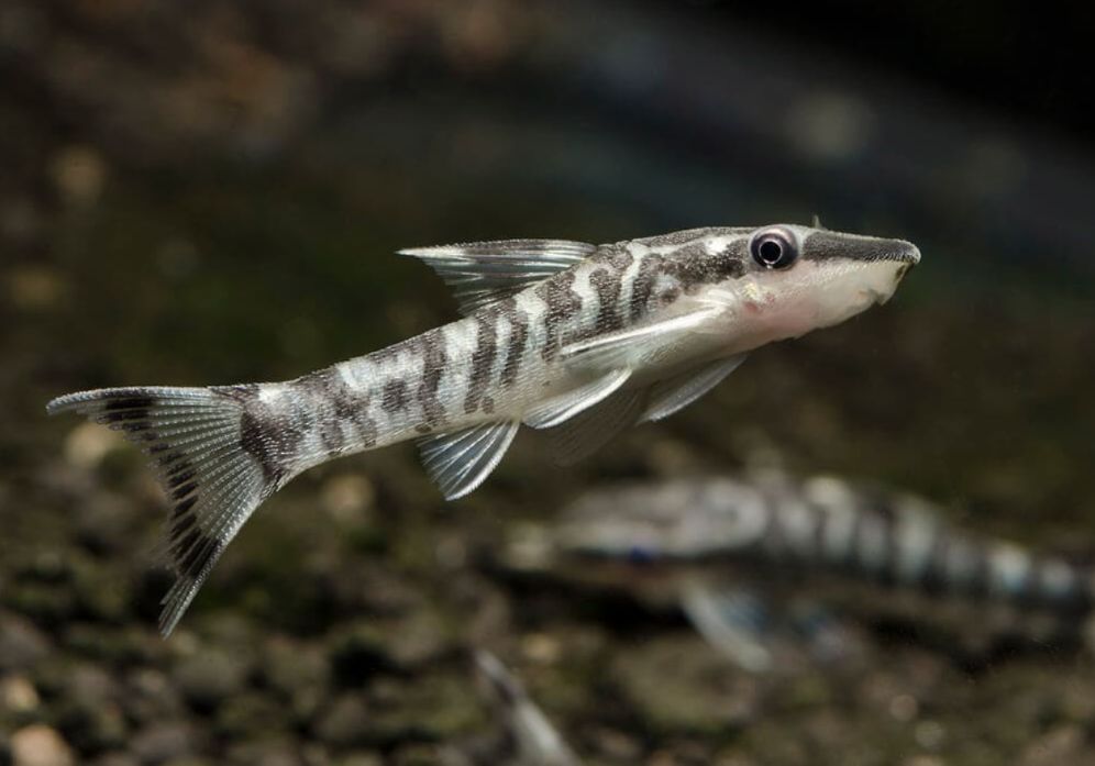 Otocinclus care outlet