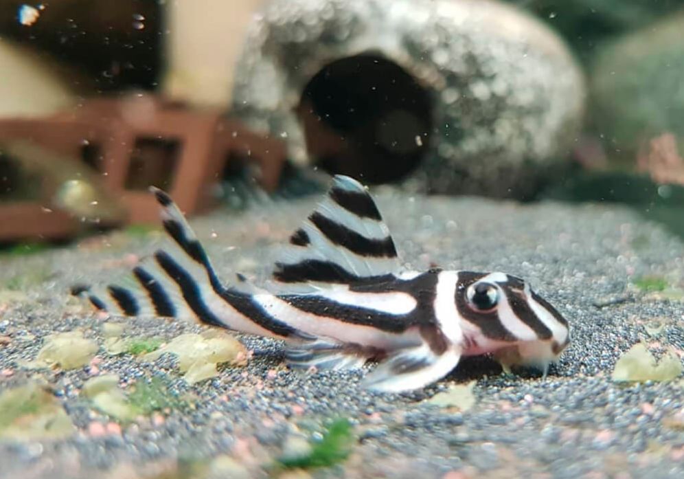 Zebra Pleco Fry 2169