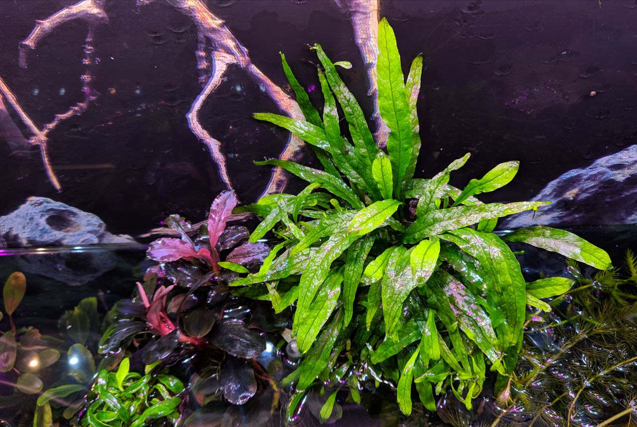 Java Moss Taxiphyllum Barbieri Portion Live Aquarium Plants BUY2