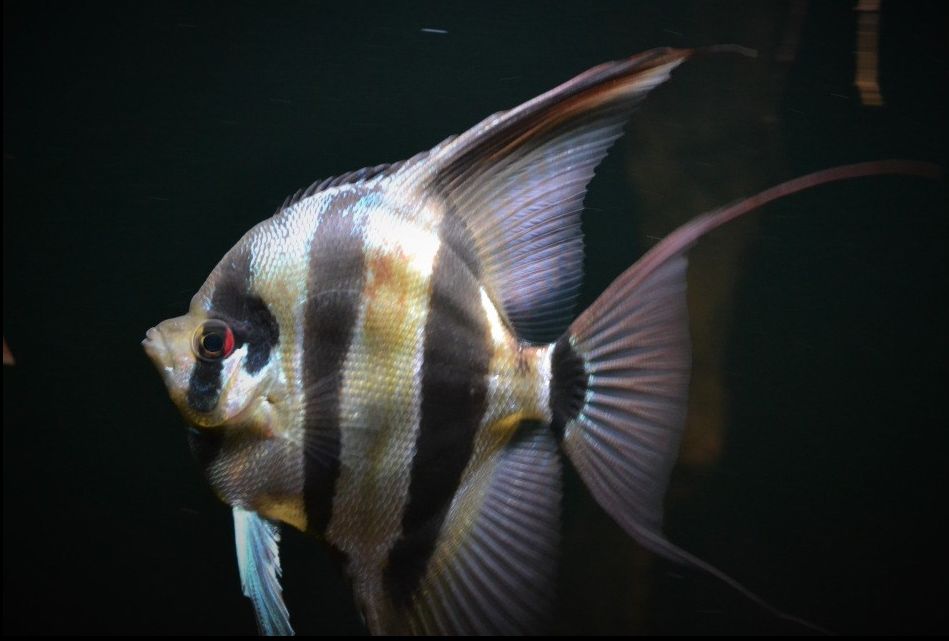 Altum 2024 angelfish care