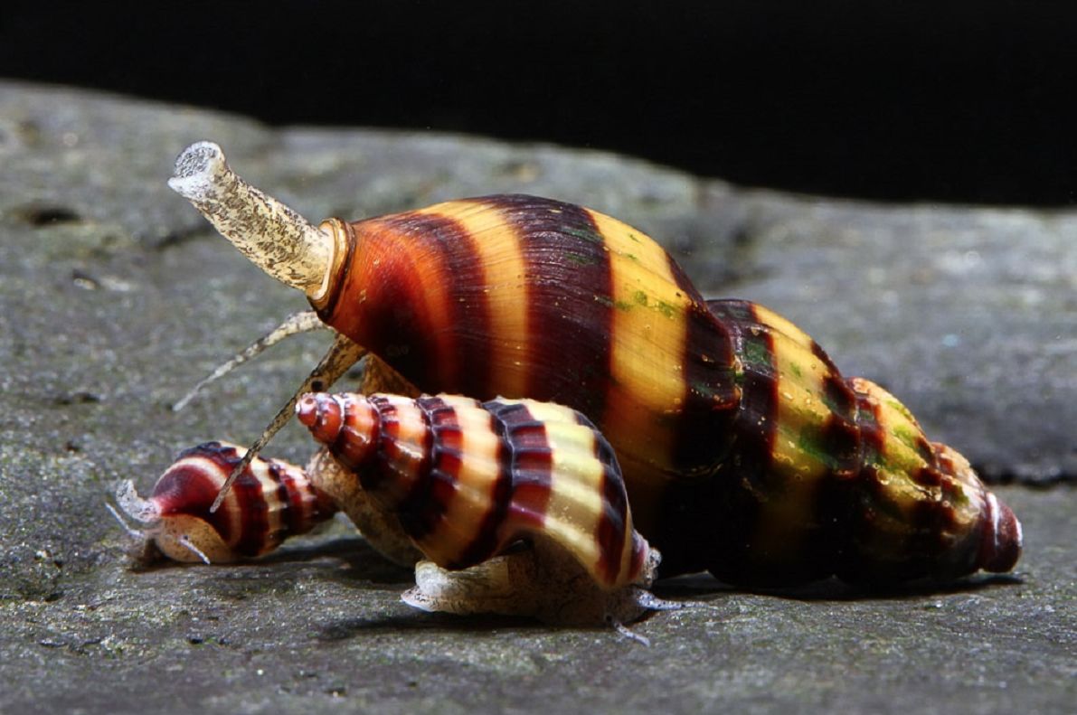 Assassin Snails: The Ultimate Anentome Helena Care Guide!