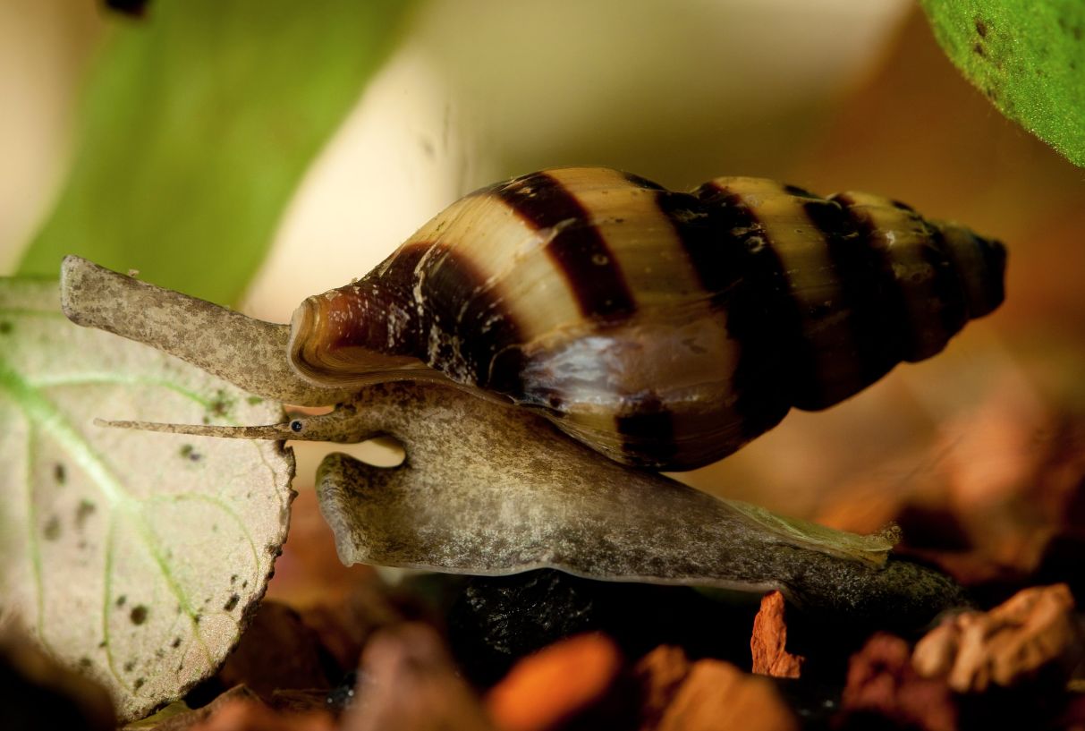 Assassin Snails: The Ultimate Anentome Helena Care Guide!