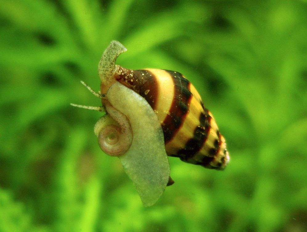 Assassin Snails: The Ultimate Anentome Helena Care Guide!