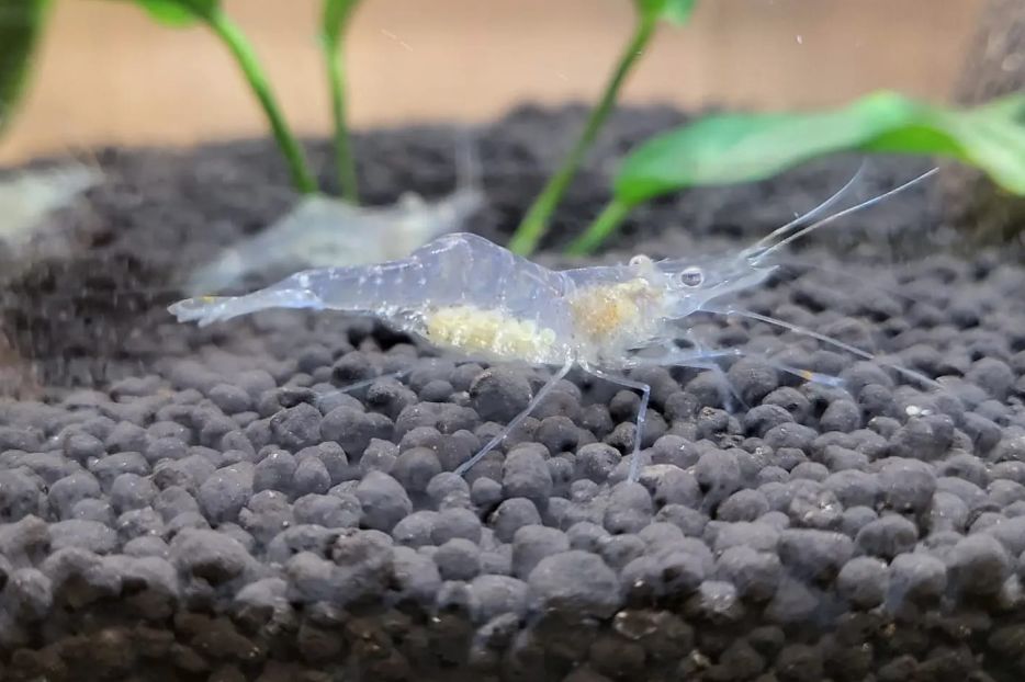 Beginner's Guide to Ghost Shrimp Care: Tips and Techniques