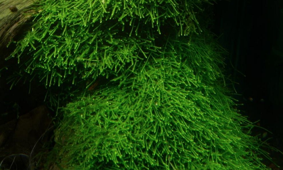 Java Moss Taxiphyllum Barbieri – MarcusFishTanks