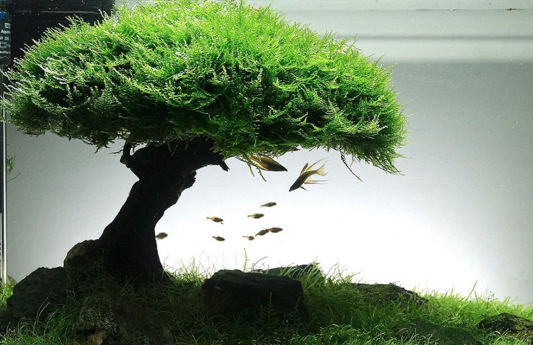 Java Moss Taxiphyllum Barbieri – MarcusFishTanks