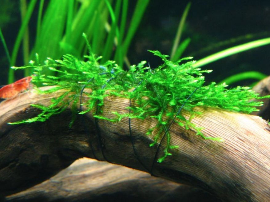 Deluxe Java Moss (Taxiphyllum barbieri / Vesicularia dubyana), Loose Portion