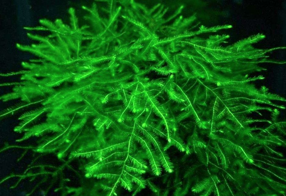 Java Moss Taxiphyllum Barbieri – MarcusFishTanks