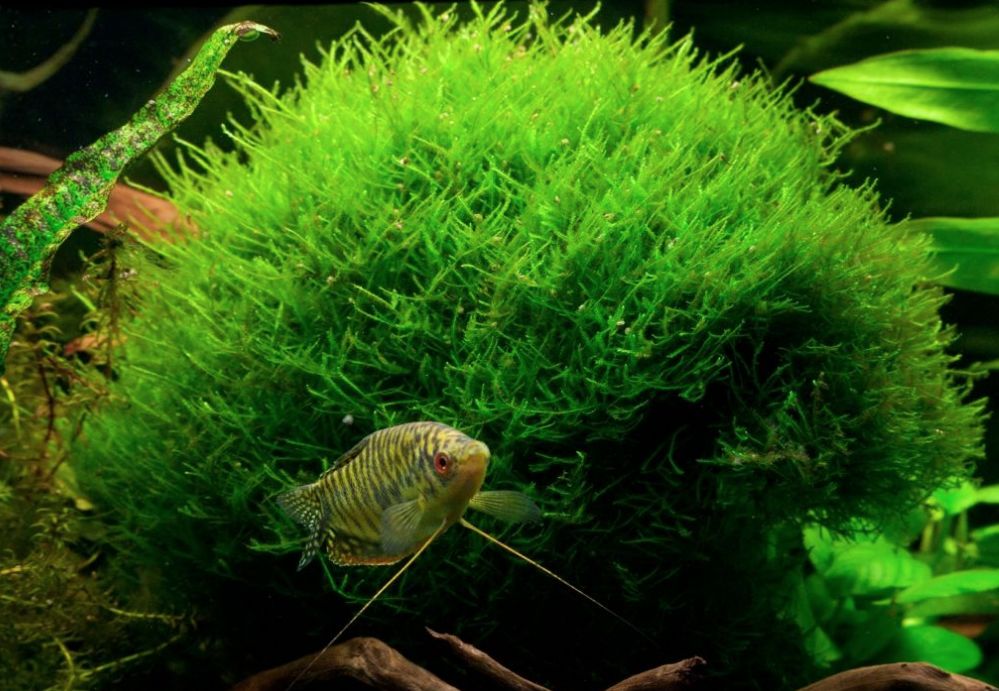  Mainam Christmas Moss Tissue Culture Live Aquarium Plants  Decorations Freshwater Fish Tank Aquatic Plant3 Days Live Guaranteed : Pet  Supplies