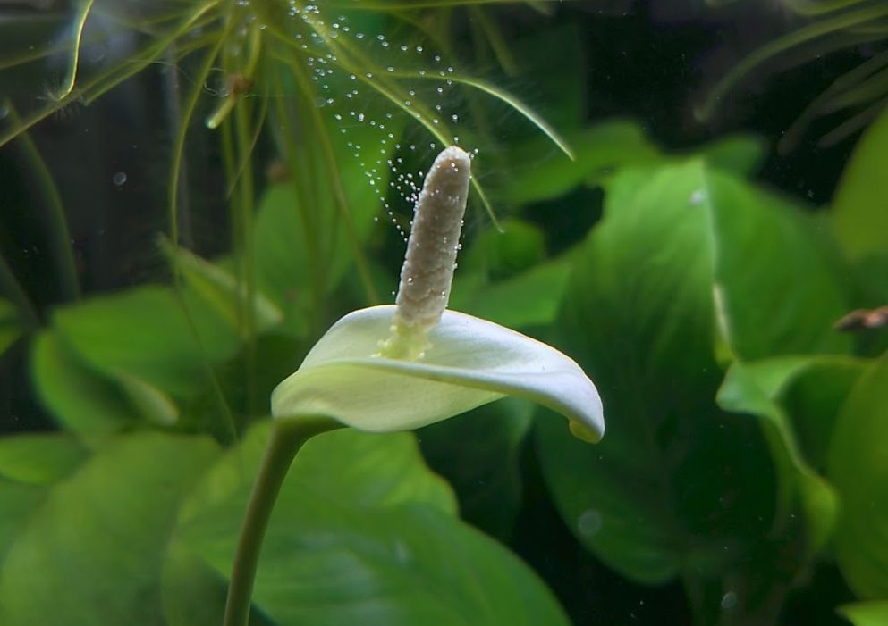 Anubias barteri var. nana flower