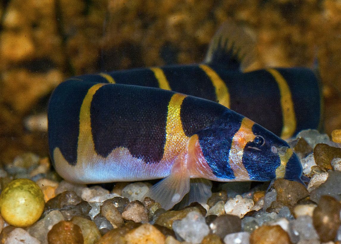 Kuhli Loach - Acantophthalmus (pangio) kuhli