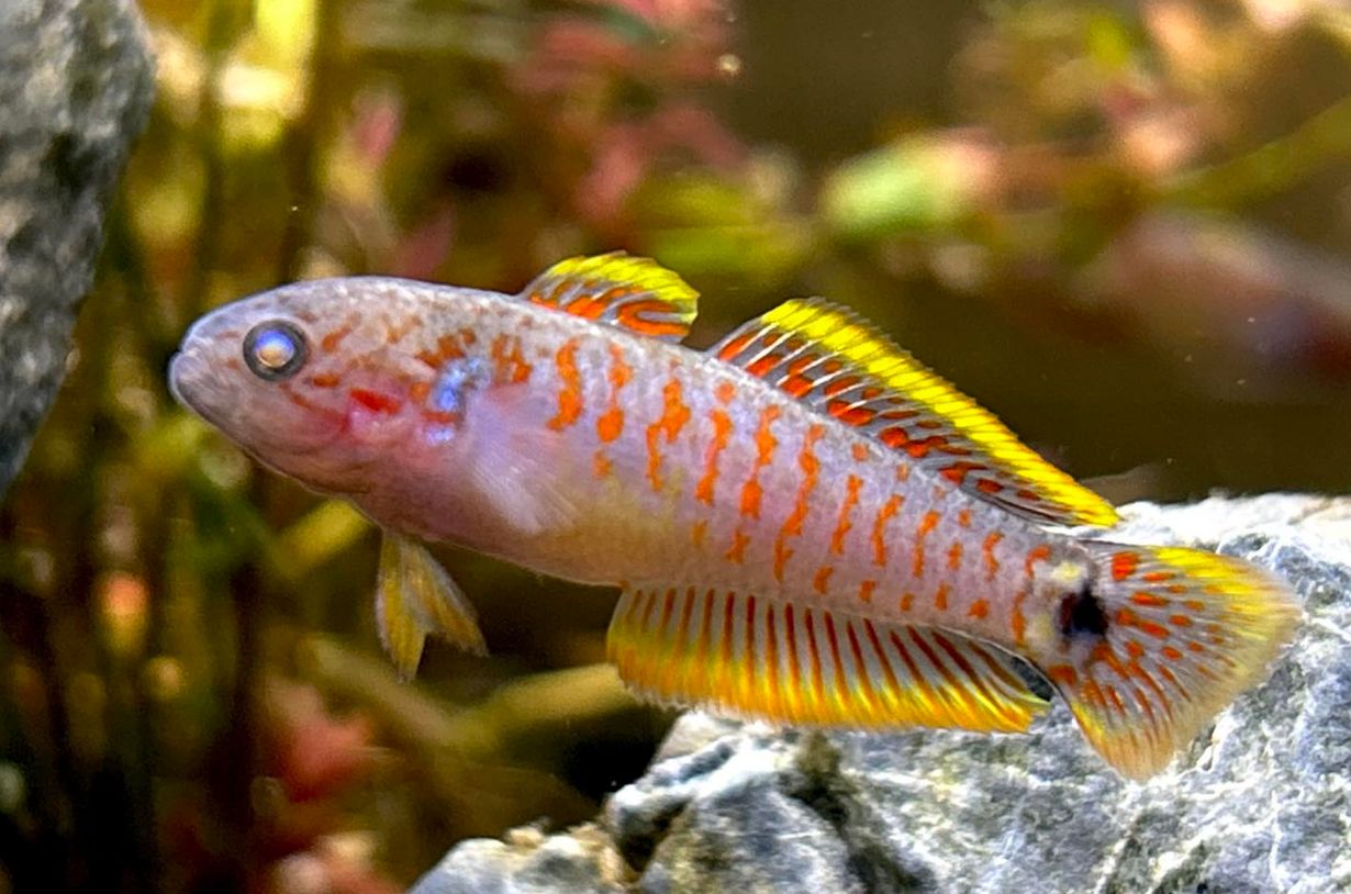 Peacock goby clearance care