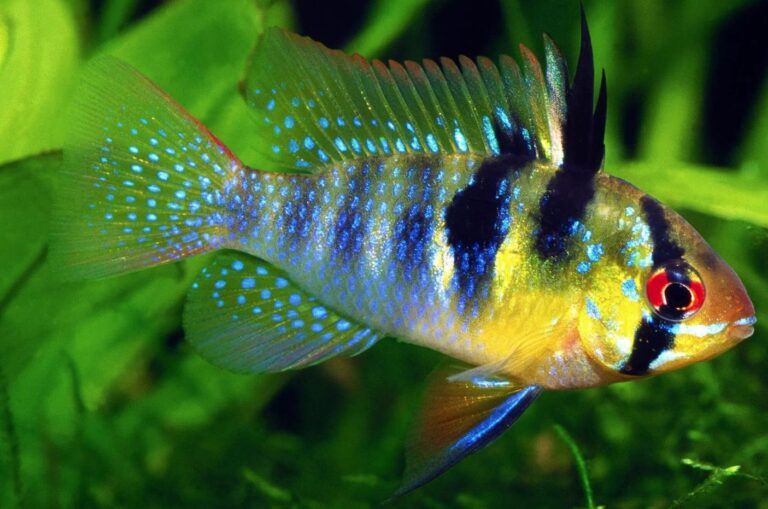 Ram Cichlid: Uncover the Top 3 Care Tips